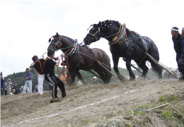 遠野馬力大会 馬の里遠野大会
